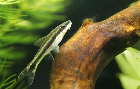 25 Algae Eating Fish & Critters to Add to Freshwater Tank.